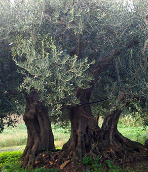 SiciliBella, olive