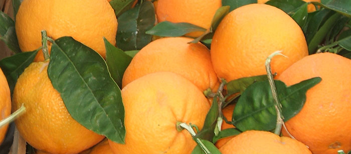 SiciliBella, oranges
